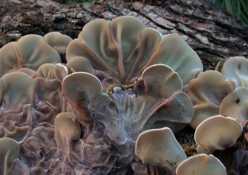 Auricularia mesenterica